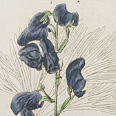 Elizabeth Blackwell (1700-1758) , ‘Herbarium Blackwellianum emendatum et auctum est Collectio Stirpium’