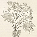Jane Loudon (1807-1858), ‘Botany for Ladies’