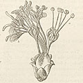 Jane Loudon (1807-1858), ‘Botany for Ladies’