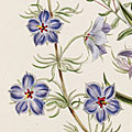 Jane Loudon (1807-1858), ‘The Ladies’ Flower-Garden of Ornamental Greenhouse Plants’. 3rd edition
