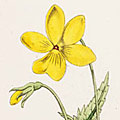 Jane Loudon (1807-1858), ‘British Wild Flowers’