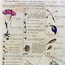 Georg Dionysius Ehret, page from the book ‘Plantae et Papiliones Rariores’