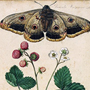 Jacques Le Moyne De Morgues, Wild Strawberry and Female Emperor Moth