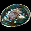 Abalone shell (Haliotis iris) with a mabe pearl in the shape of a worm