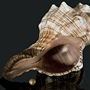 Trapezium horse conch shell with pearl (Pleuroploca trapezium)