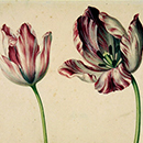 Simon Verelst, Tulips