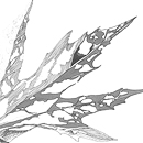 Leaf vein sketch