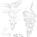 Shells and swirls sketch