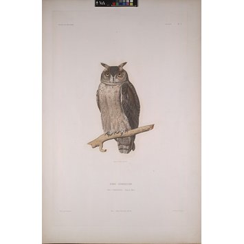 Print - Hibou Centrillard