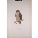 Print - Hibou Centrillard