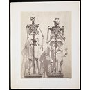 Photograph - Skeleton of Man and of the Male Gorilla (Troglodytes Gorilla)