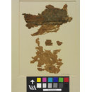 The Stein Collection (Fragment)