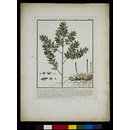Print - Prickly Butcher's Broom (Ruscus aculeatus) Print - Prickly Butcher's Broom (Ruscus aculeatus)