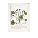 Violet (Viola odorata) (Print)
