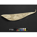 Leather fragment - The Stein Collection