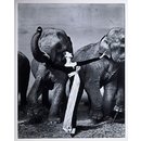 Dovima with the Elephants - evening dress by Dior, Cirque d'Hiver, Paris, August 1955 (Photograph) Dovima with the Elephants - evening dress by Dior, Cirque d'Hiver, Paris, August 1955 (Photograph)