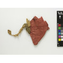 The Stein Collection (Fragment)