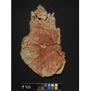 The Stein Collection (Fragment)
