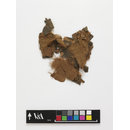 The Stein Collection (Fragments)