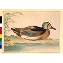 Baikal teal (Painting)
