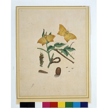 Painting - Geometrid moths