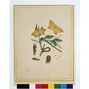 Geometrid moths (Painting)