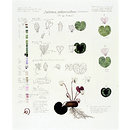 Cyclamen intaminatum (Drawing) Cyclamen intaminatum (Drawing)