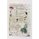 Characters of flowers (Characteris plantarum); Plantae et Paliliones Rariores; Abutilon; Convolvulus arvensis; Alsine; Iris (Print)