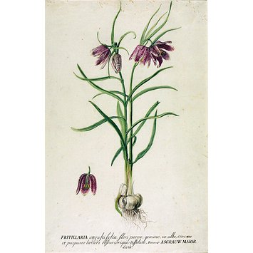 Drawing - Snake's Head Fritillary; Fritillaria meleagris; Asgrauw Maior; Fritillaria augustifolia