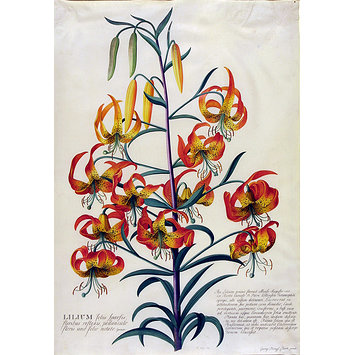 Watercolour - American Turk's-cap lily (Lilium superbum)