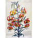 Watercolour - American Turk's-cap lily (Lilium superbum)