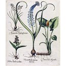 Hortus Eystettensis (Print)