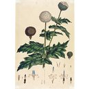 Print - Globe flower Print - Globe flower