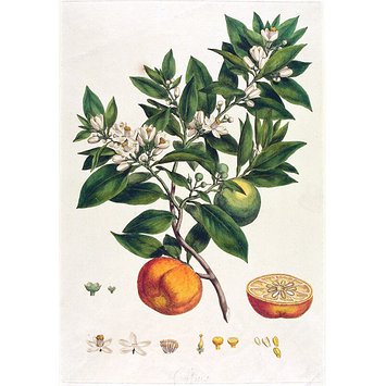 Print - Citrus Print - Citrus