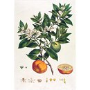 Citrus (Print) Citrus (Print)
