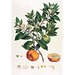 Print - Citrus