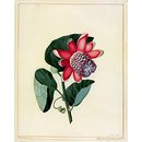 Passion flower; Passiflora quadrangularis L.; Giant Granadilla (Drawing) Passion flower; Passiflora quadrangularis L.; Giant Granadilla (Drawing)