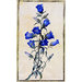 Watercolour - Canterbury Bells (Campanula medium)