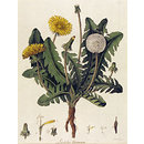 Leontodon Taraxacum; Dandelion; Taraxacum officinale F. H. Wigg. aggr. (Print)