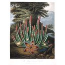 The Maggot-bearing Stapelia; Carrion Plant; Stapelia hirsuta L. (Print)