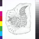 Untitled (Drawing) Untitled (Drawing)