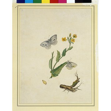Painting - Cabbage worms