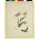 Painting - Cabbage worms