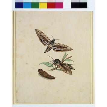 Painting - Hawkmoth