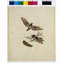 Painting - Hawkmoth