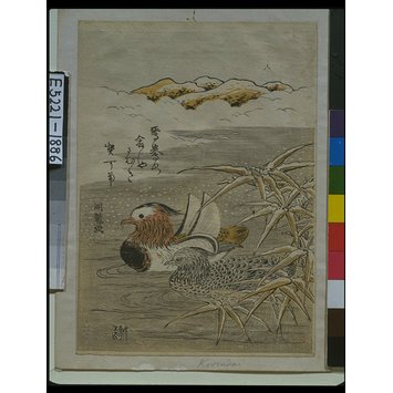 Woodblock print - Pair of Mandarin Ducks in Winter Woodblock print - Pair of Mandarin Ducks in Winter