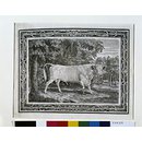 The Chillingham Bull (Print) The Chillingham Bull (Print)