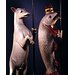 Figure - The Dacre Ram