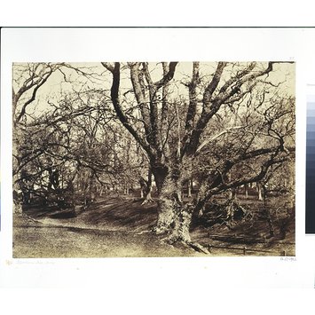 Photograph - Pepperharrow [sic] Park, Surrey