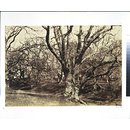 Photograph - Pepperharrow [sic] Park, Surrey